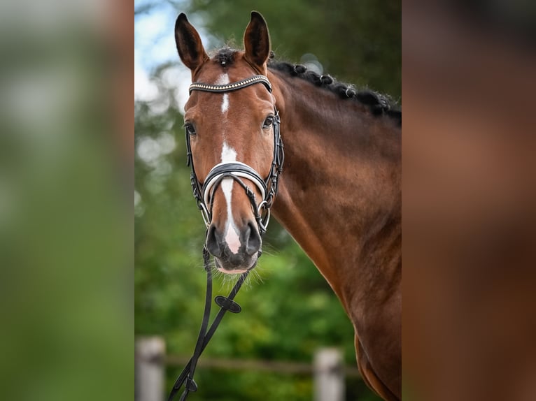 Westphalian Gelding 5 years 16,3 hh Brown in Altwis