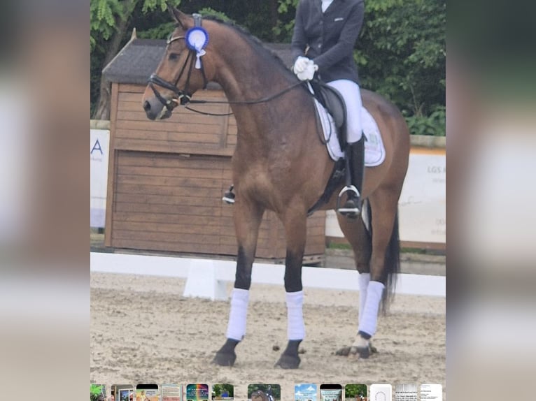 Westphalian Gelding 5 years 16,3 hh Brown in Bispingen