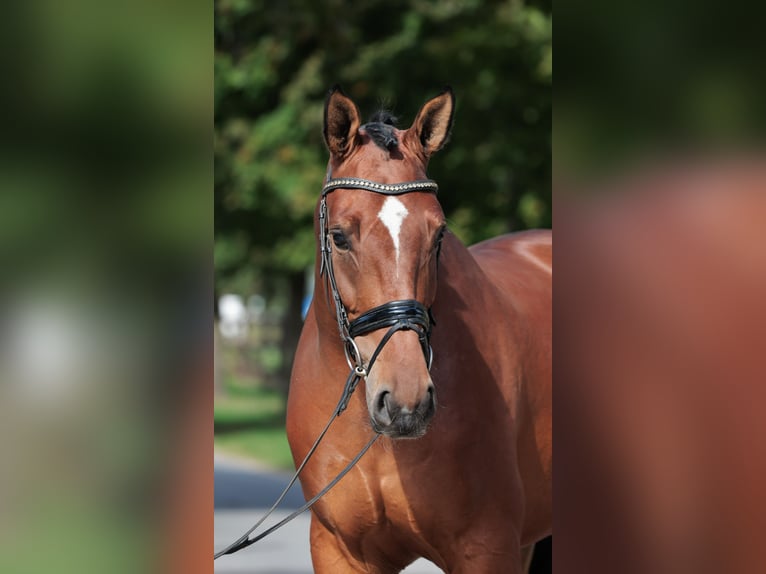Westphalian Gelding 5 years 16,3 hh Brown in Greven