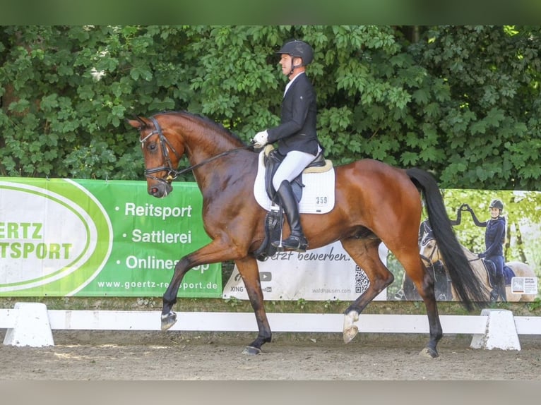 Westphalian Gelding 5 years 16,3 hh Brown in Pulheim