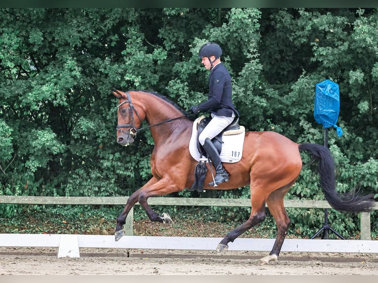 Westphalian Gelding 5 years 16,3 hh Brown in Pulheim