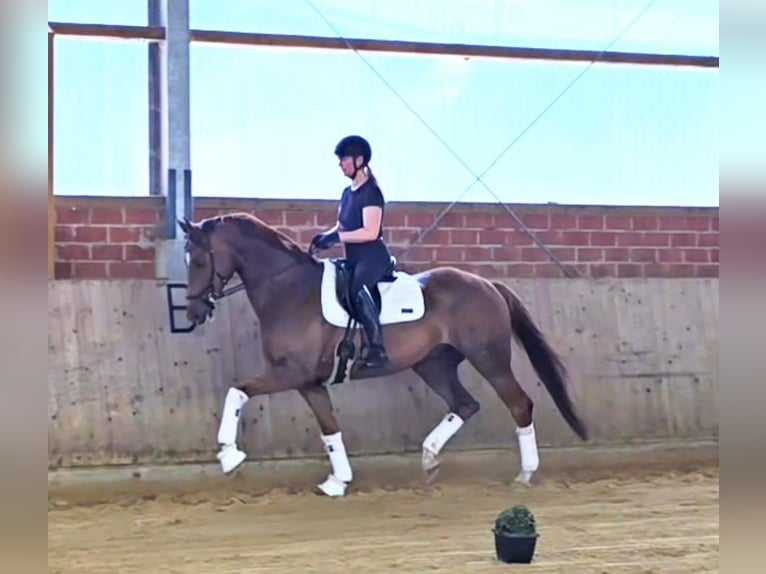 Westphalian Gelding 5 years 16,3 hh Chestnut-Red in Warendorf