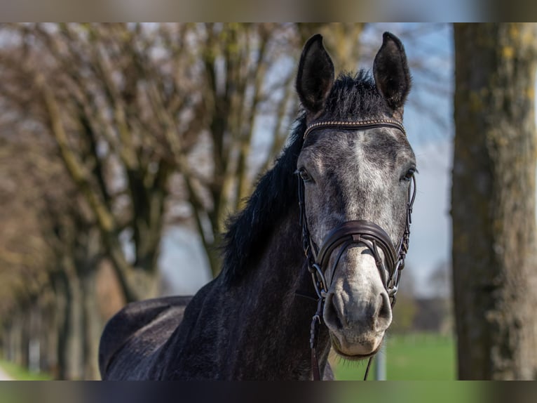 Westphalian Gelding 5 years 16,3 hh Grey in Unna