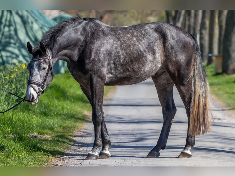 Westphalian Gelding 5 years 16,3 hh Grey in Unna