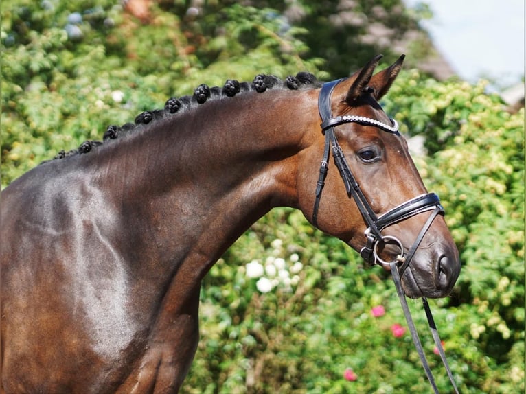 Westphalian Gelding 5 years 16,3 hh Smoky-Black in Selsingen