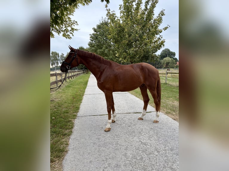 Westphalian Gelding 5 years 17.1 hh Chestnut-Red in Greven