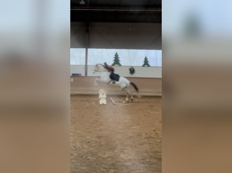 Westphalian Gelding 5 years 17.1 hh Grey-Dapple in Berkatal