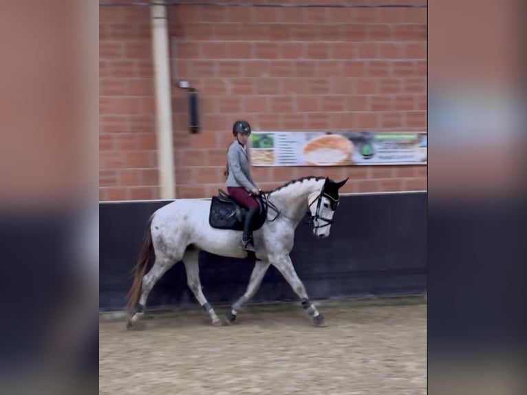 Westphalian Gelding 5 years 17.1 hh Grey-Dapple in Berkatal