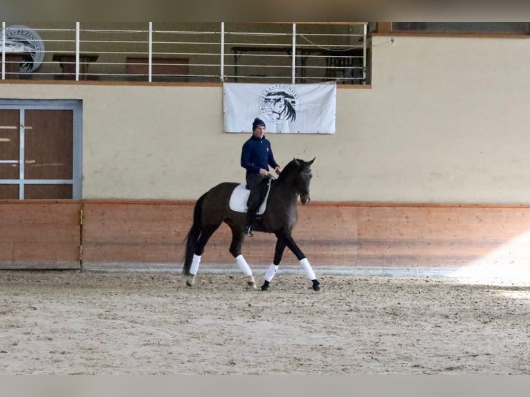 Westphalian Gelding 5 years 17.2 hh Brown in Pezinok