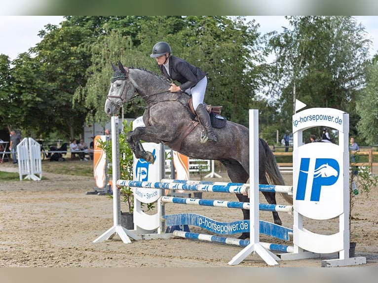 Westphalian Gelding 5 years 17.2 hh Grey-Dark-Tan in Selm