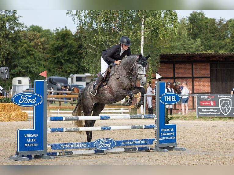 Westphalian Gelding 5 years 17.2 hh Grey-Dark-Tan in Selm