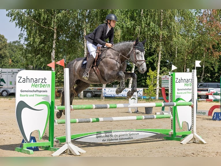 Westphalian Gelding 5 years 17.2 hh Grey-Dark-Tan in Selm