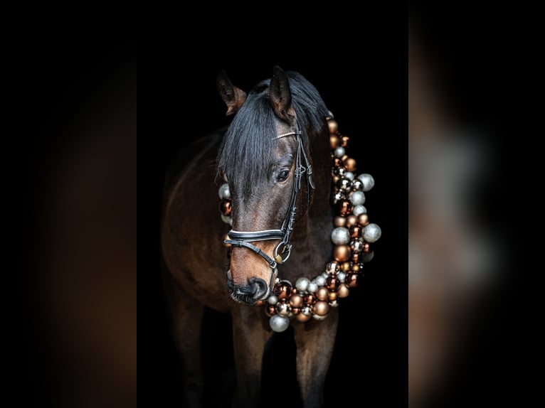 Westphalian Gelding 5 years 17 hh Bay-Dark in Rosendahl