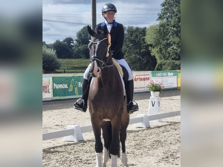 Westphalian Gelding 5 years 17 hh Bay-Dark in Coesfeld