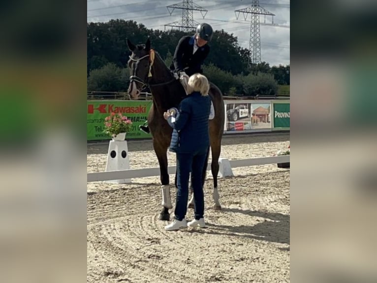 Westphalian Gelding 5 years 17 hh Bay-Dark in Coesfeld