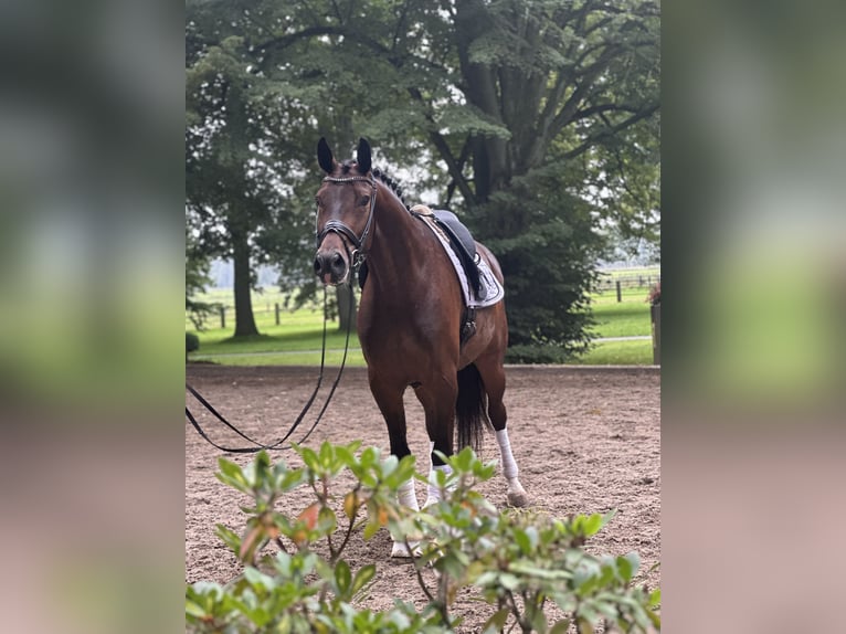 Westphalian Gelding 5 years 17 hh Bay-Dark in Soltau