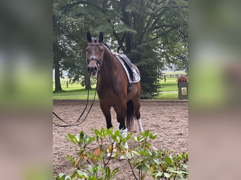Westphalian Gelding 5 years 17 hh Bay-Dark in Soltau