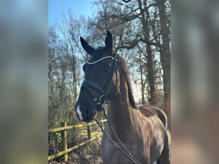 Westphalian Gelding 5 years 17 hh Black in Dorsten