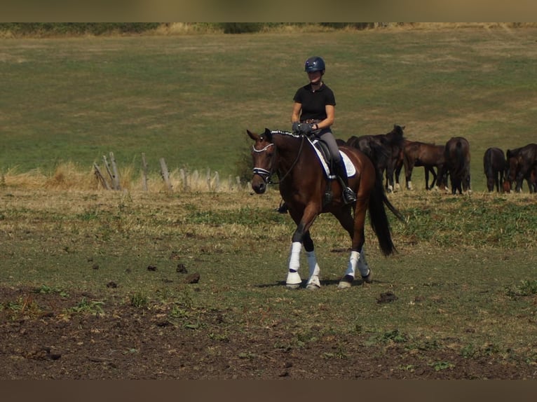 Westphalian Gelding 5 years 17 hh Brown in Iserlohn