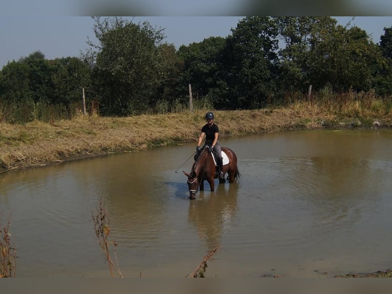 Westphalian Gelding 5 years 17 hh Brown in Iserlohn