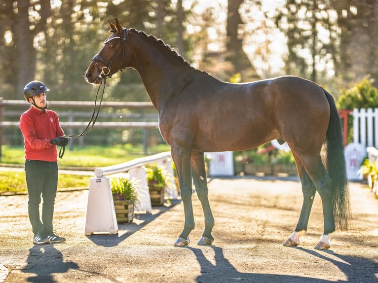 Westphalian Gelding 5 years 17 hh Brown in Münster-Handorf