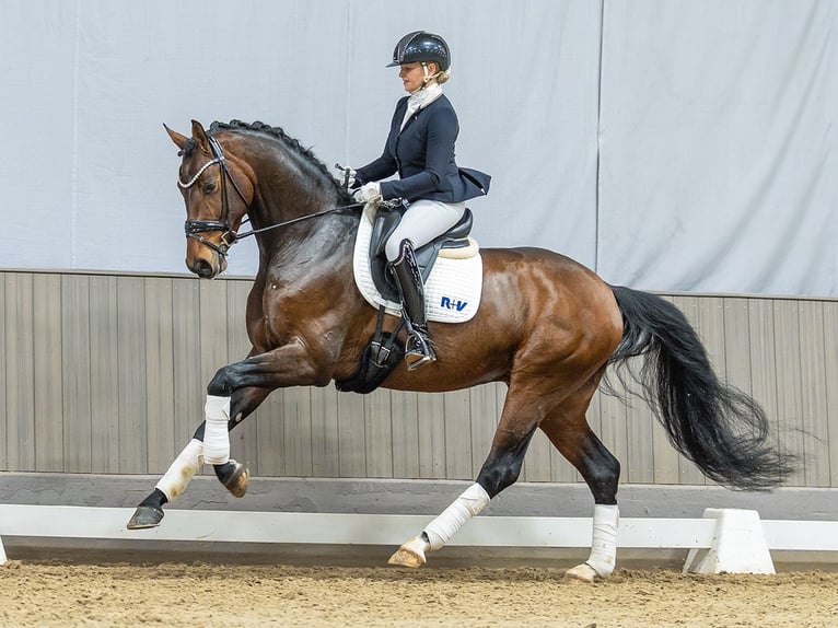Westphalian Gelding 5 years 17 hh Brown in Münster-Handorf
