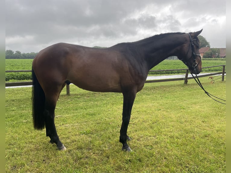 Westphalian Gelding 5 years 17 hh Brown in Versmold