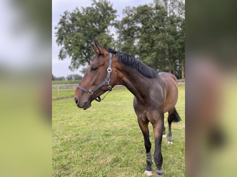 Westphalian Gelding 5 years 17 hh Brown in Versmold