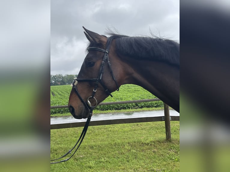 Westphalian Gelding 5 years 17 hh Brown in Versmold