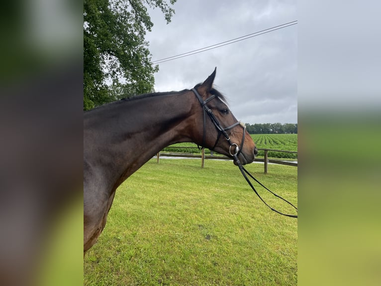 Westphalian Gelding 5 years 17 hh Brown in Versmold