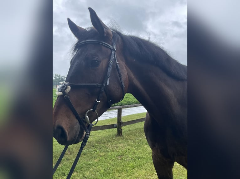 Westphalian Gelding 5 years 17 hh Brown in Versmold