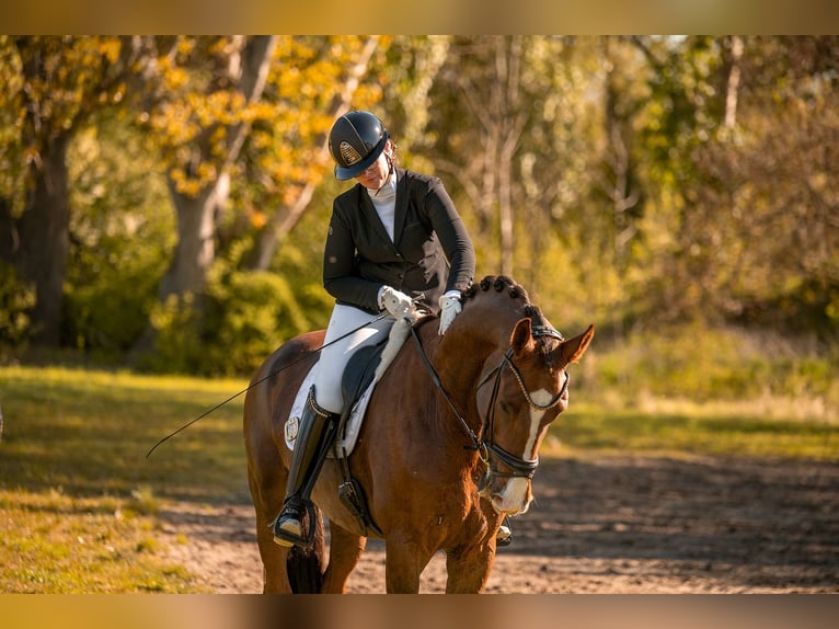 Westphalian Gelding 5 years 17 hh Chestnut in Schlalach