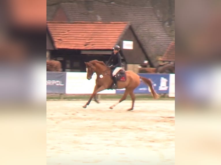 Westphalian Gelding 5 years 17 hh Chestnut-Red in Hüllhorst