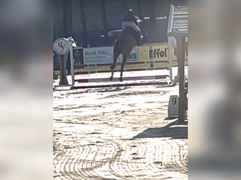 Westphalian Gelding 5 years 17 hh Chestnut-Red in Nordkirchen