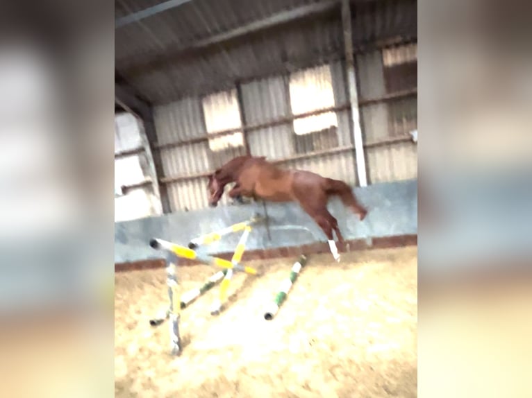 Westphalian Gelding 5 years 17 hh Chestnut-Red in Nordkirchen