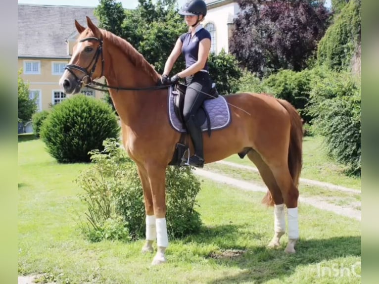 Westphalian Gelding 5 years 17 hh in B&#xFC;ren