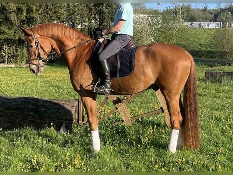 Westphalian Gelding 5 years 17 hh in B&#xFC;ren