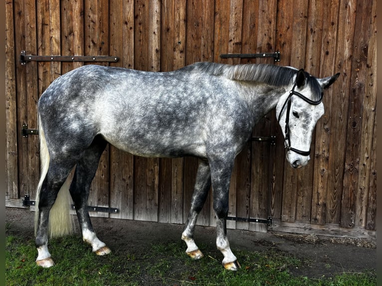 Westphalian Gelding 5 years 17 hh Grey-Dapple in Twist Westphalian Gelding 5 years 17 hh Grey-Dapple in Twist