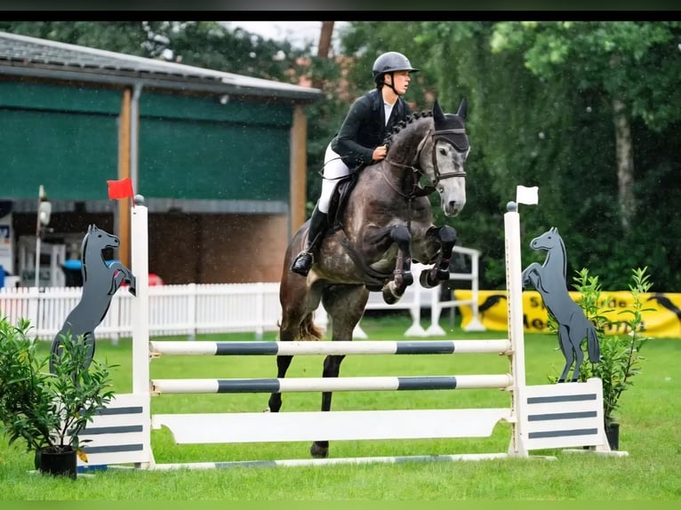 Westphalian Gelding 5 years 17 hh Grey-Dark-Tan in Bad Bentheim
