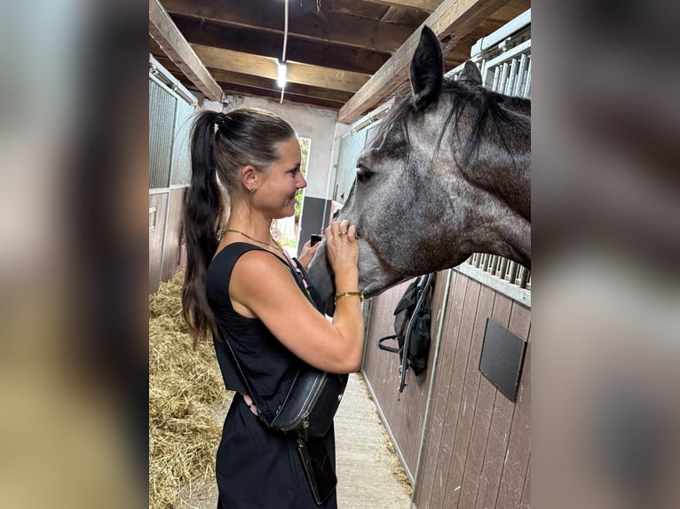 Westphalian Gelding 5 years 17 hh Grey-Dark-Tan in Bad Bentheim