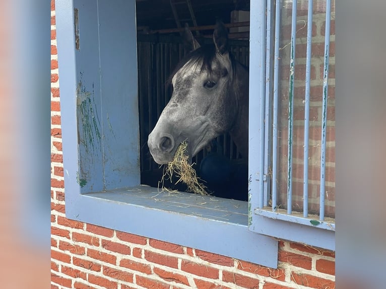 Westphalian Gelding 5 years 17 hh Grey-Dark-Tan in Bad Bentheim