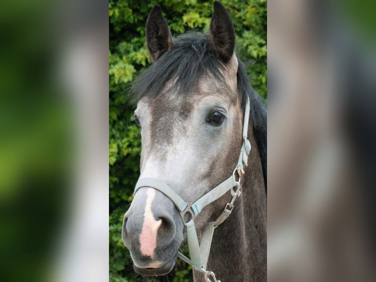 Westphalian Gelding 5 years 17 hh Grey in Bonn