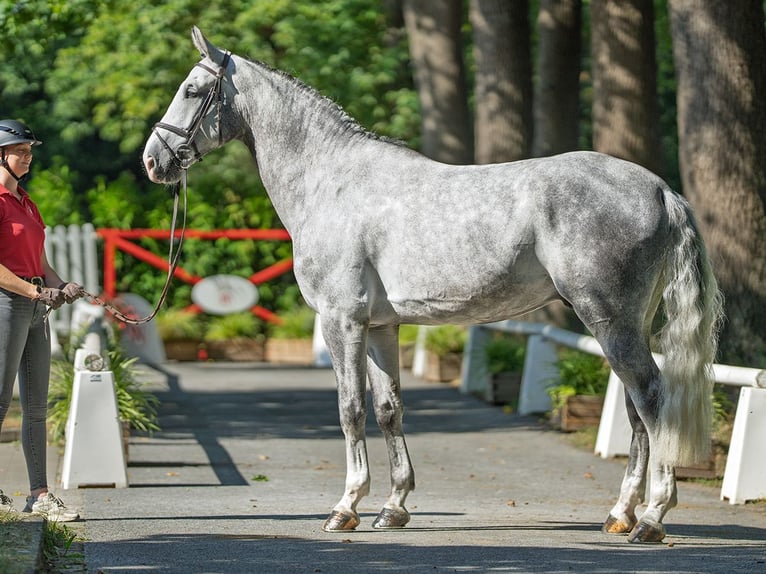 Westphalian Gelding 5 years 17 hh Grey in M&#xFC;nster