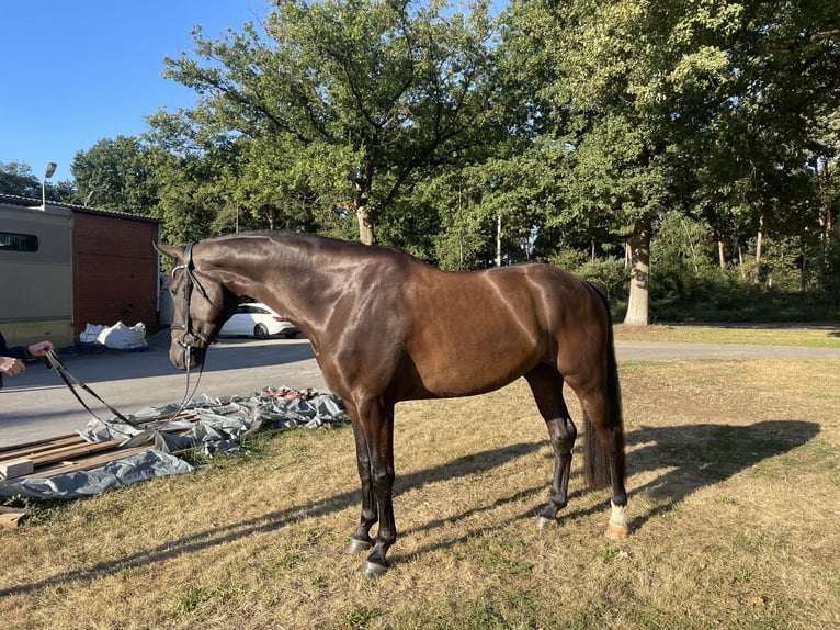 Westphalian Gelding 5 years 17,1 hh Bay-Dark in Versmold