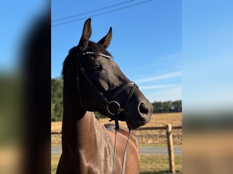 Westphalian Gelding 5 years 17,1 hh Bay-Dark in Versmold
