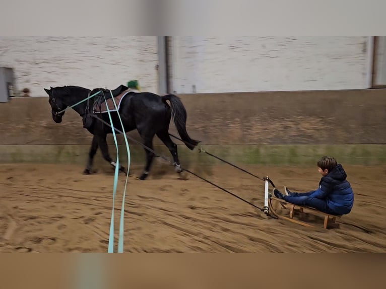 Westphalian Gelding 5 years 17,1 hh Black in Leopoldshöhe