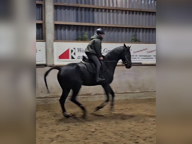 Westphalian Gelding 5 years 17,1 hh Black in Leopoldshöhe
