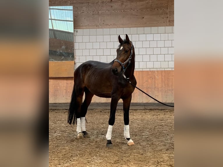Westphalian Gelding 5 years 17,1 hh Brown in Brakel