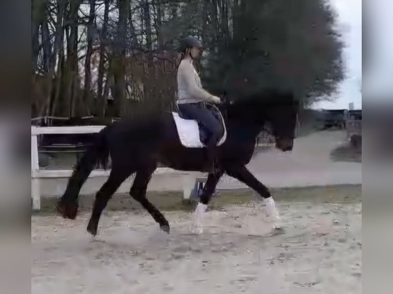 Westphalian Gelding 5 years 17,1 hh Brown in Brakel