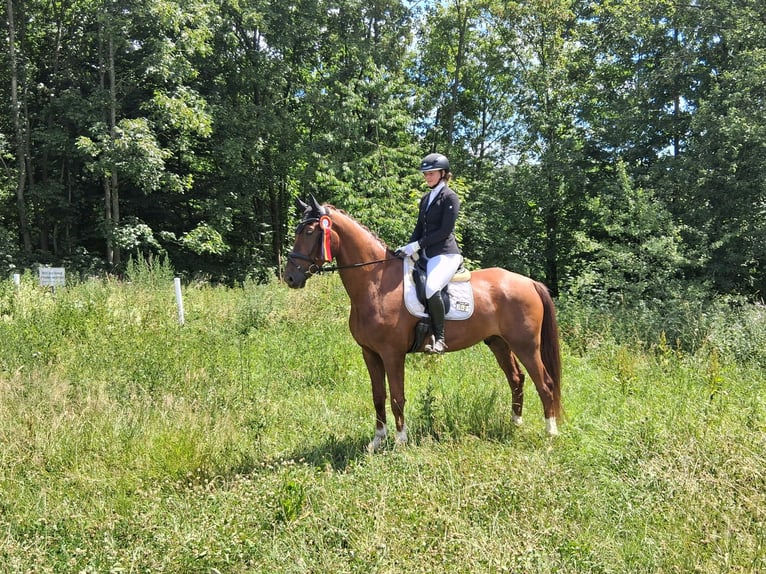 Westphalian Gelding 5 years 17,1 hh Chestnut in Attendorn